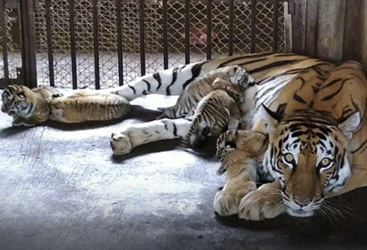 Pilikula tiger rani